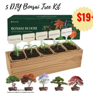 5 DIY Bonsai Tree Kit