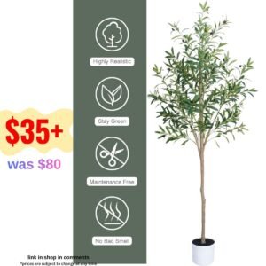 Olive Tree 6FT