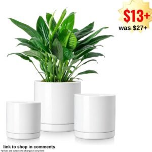 Ceramic Plant Pots