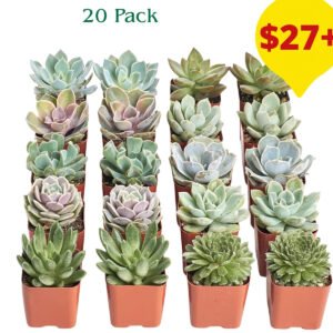 Succulent Plant Pack